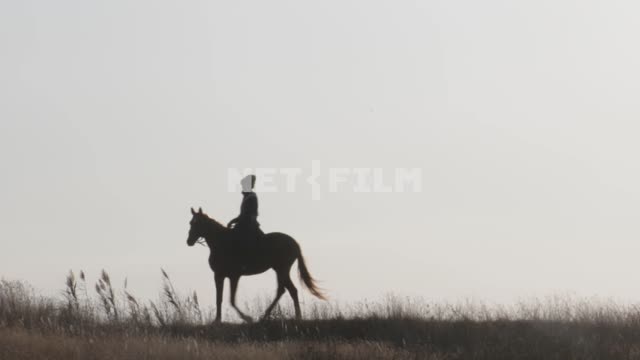 A Cossack riding a horse across the field.
Cossack, rider, horse, horse, field, sky, grass Cossack,...