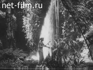 Footage The Cougar hunt in Java. (1910 - 1919)
