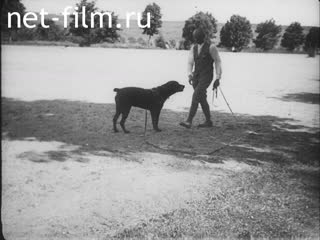 Footage The dog as protector of the people and assistant in criminology. (1910 - 1919)
