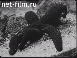 Сюжеты Жизнь в морских глубинах. Моллюски. (1910 - 1919)