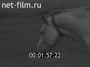 Фильм Лошадь в крупном многоотраслевом хозяйстве.. (1986)