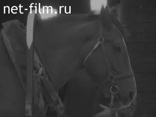 Film Horse in a large diversified economy.. (1986)