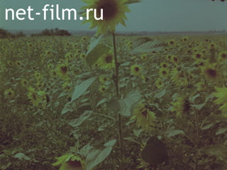 Film Movement of the plant.. (1973)