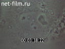 Фильм Живая клетка. (1986)