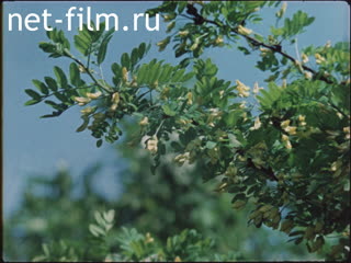 Film People's Arts of Russia.. (1985)