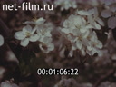 Фильм Я стал садоводом.. (1988)
