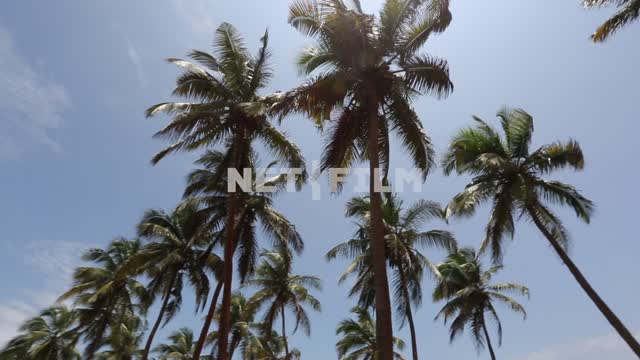 Панорама пальмовой рощи, вид снизу на небо и облака. Африка, пальмы, небо, облака, природа
