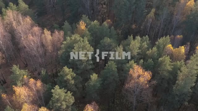 Aerial photography, koperna shooting, forest, beautiful autumn trees top view of the road Aerial...