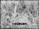 Footage Protective clothing and playing in nature. (1920 - 1929)