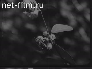 Footage Bees. (1920 - 1929)