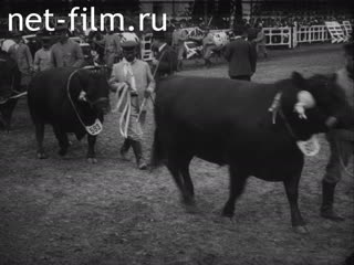 Footage Exhibition of farm animals. (1920 - 1929)