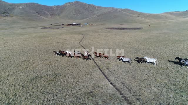 Aerial photo, survey copter, running across the steppe horse.
Mountains in the distance, sky high,...