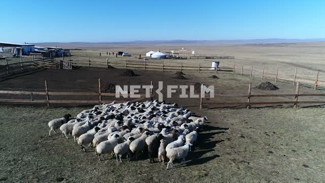Aerial photo, survey copter, running in the paddock sheep.
Mountains in the distance, sky high,...