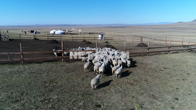 Aerial photo, survey copter, running in the paddock sheep.
Mountains in the distance, sky high,...