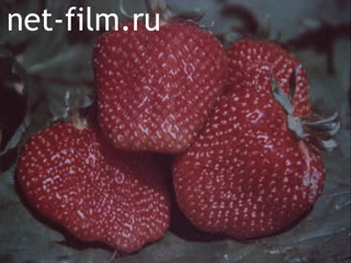 Film Industrial production of strawberries.. (1989)