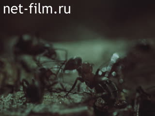 Фильм Производство муравьиной кислоты.. (1985)
