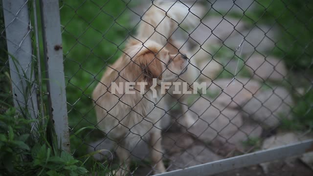 A small dog barks for sabram-netting Dog, fence, barks, summer, village, private house, the...