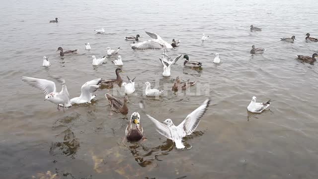 Чайки и утки делят еду прямо в воде на  озере Чайки и утки делят еду прямо в воде  на озере. Птицы,...