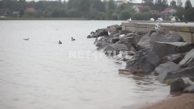 The shore of the lake, seagulls, rocky shore, away on the Bank of the small houses The shore of the...