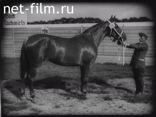 Footage All-German exhibition of livestock, poultry farming, beekeeping. (1920 - 1929)