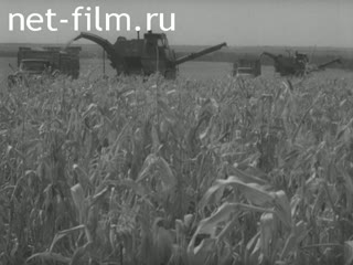 Harvesting corn. (1970 - 1980)
