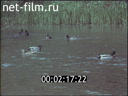 Film Grey neck. (1980)