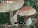 Фильм Урал. От весны до весны. (1975)
