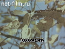 Film Urals.From spring to spring. (1975)