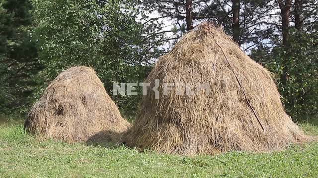 Sheaves of hay in a meadow Sheaves of hay in a meadow.
Nature, forest