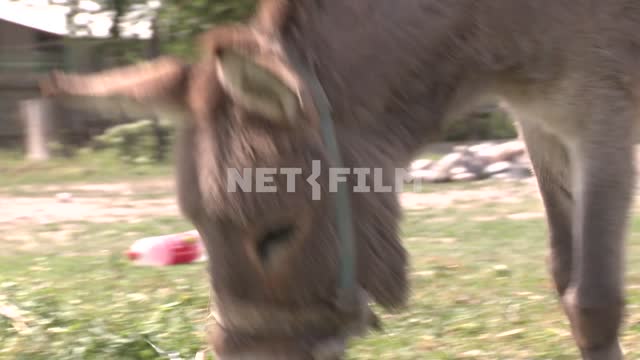 Cute donkey chews grass Cute donkey chews grass.
Nature, animals