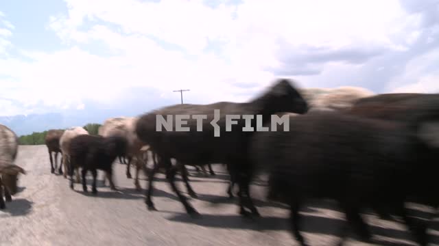 Travel by car through a flock of sheep Travel by car through a flock of sheep.
Sky, clouds,...