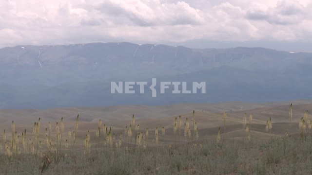 Mountains in a haze, in the foreground, beautifully swaying Prairie grass. Mountains in a haze, in...