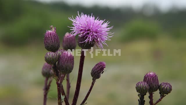 Flowered agrimony Blooming thistles, Nature