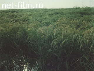 Footage Materials on the film "the Land of Kuban". (1981)