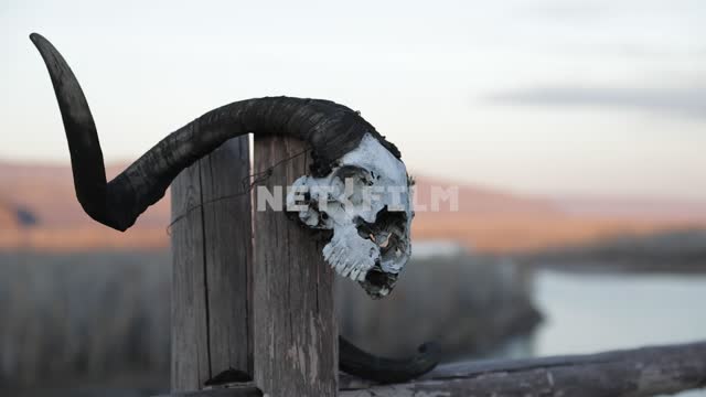 The skull of the animal for the ritual poles,
A place of power, Tuva The skull of the animal for...