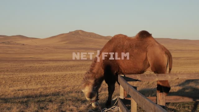 The camel grazes in the desert Camel grazing in the steppe.
Nature, animals, sky, steppe