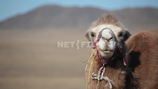 The camel, with a tuft of grass turning his head with mountains in the background The camel, with a...