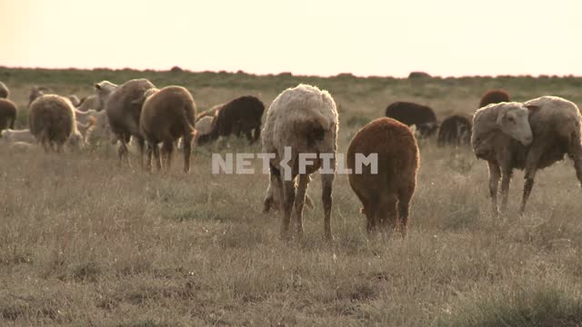 Sheep grazing in the steppe Sheep, steppe, animals, nature