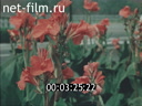 Footage Materials on the film "the Festival of the USSR in India". (1988)