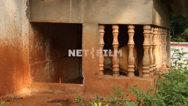 a dog sits on a chain, chained to the column of a canopy in the Indian house Indian house, Indian...