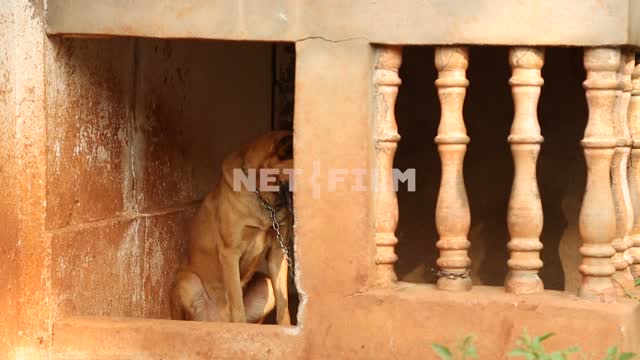 в индийском дома под навесом сидит собака, прикованная к столбику индийский дом, индийская собака,...