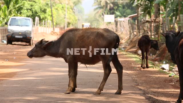 индийская корова машет ушами, стоит на дороге, мимо проезжает автомобиль корова, дорога,...