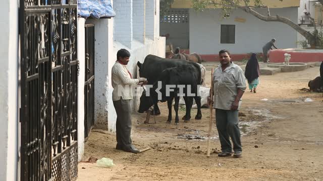 Мужчина стоят на улице, а рядом стоят несколько коров Мужчины, коровы, улица, Индия