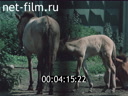 Footage Moscow zoo (materials on the film "them and us"). (1986)
