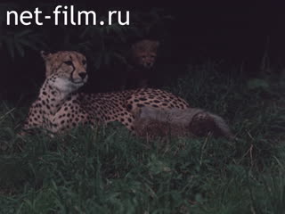 Footage Moscow zoo (materials on the film "them and us"). (1986)