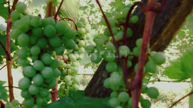 Grape brushes on the branches, close-up Viticulture, agro-industrial complex, vineyard, grape,...