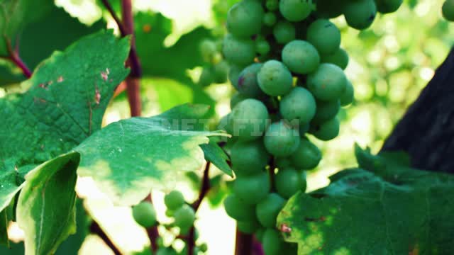 Grape brushes on the branches, close-up Viticulture, agro-industrial complex, vineyard, grape,...