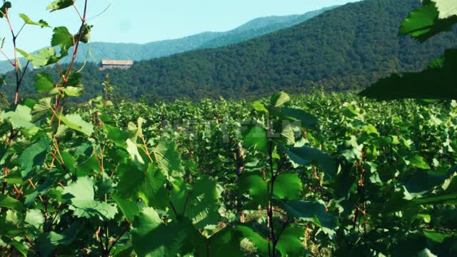 Vineyards in the mountains Viticulture, agro-industrial complex, vineyard, grape, shrub, branches,...