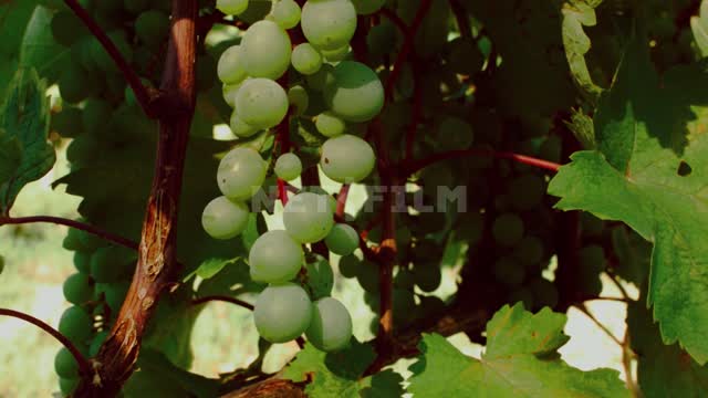 Виноградные кисти на ветвях, крупный план Виноградарство, агропромышленный комплекс, виноградник,...