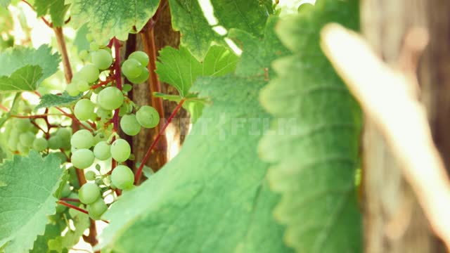 Grape brushes on the branches, close-up, change of focus Viticulture, agro-industrial complex,...